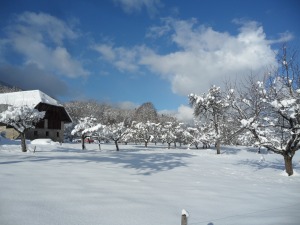 snow orchard